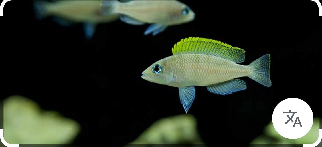 Neonlamprologus Caudopunctatus koppel gezocht, Dieren en Toebehoren, Vis