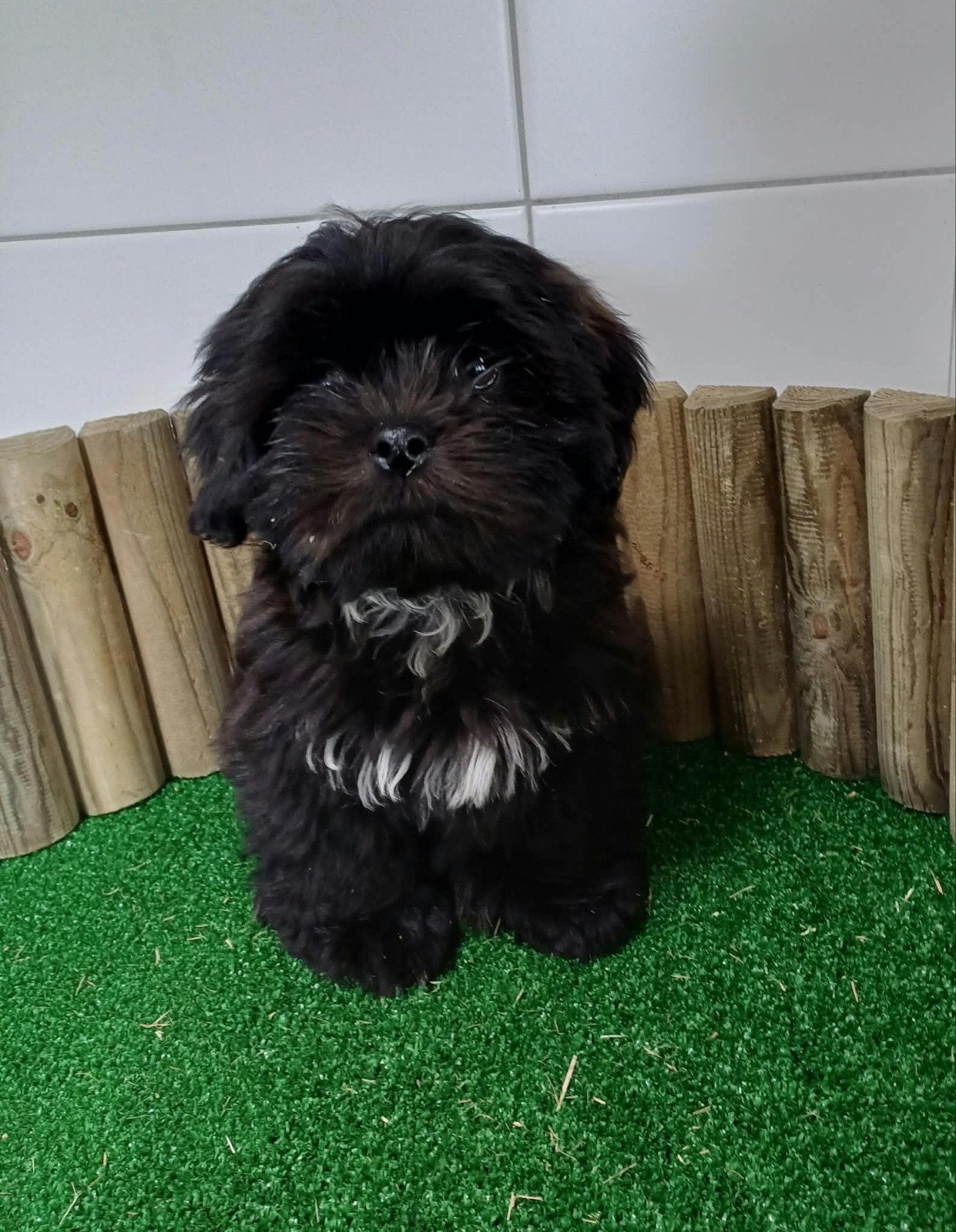 boomer pups maltezer shih tzu./ teckel/ lhasa apso/ pup/hond, Nederland, Overige rassen, CDV (hondenziekte), 8 tot 15 weken