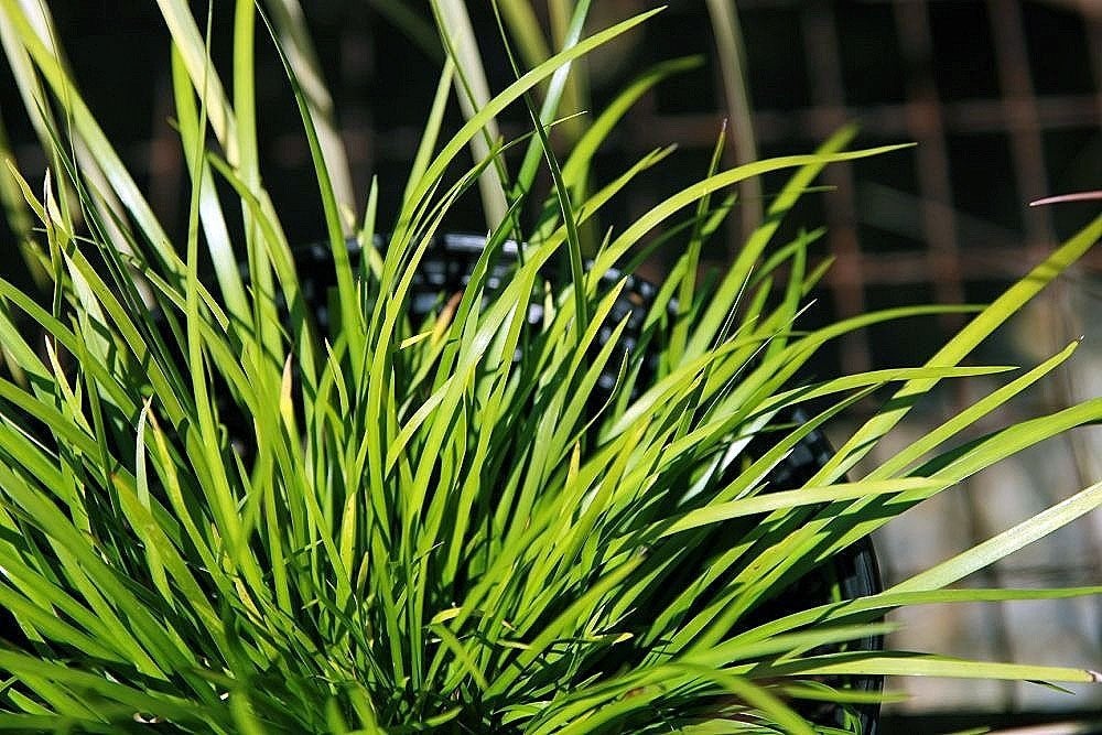 Acorus gramineus ‘Licorice’ – Zoethoutgras, BIO, Tuin en Terras, Planten | Tuinplanten, Ophalen, Bodembedekkers, Vaste plant, Halfschaduw