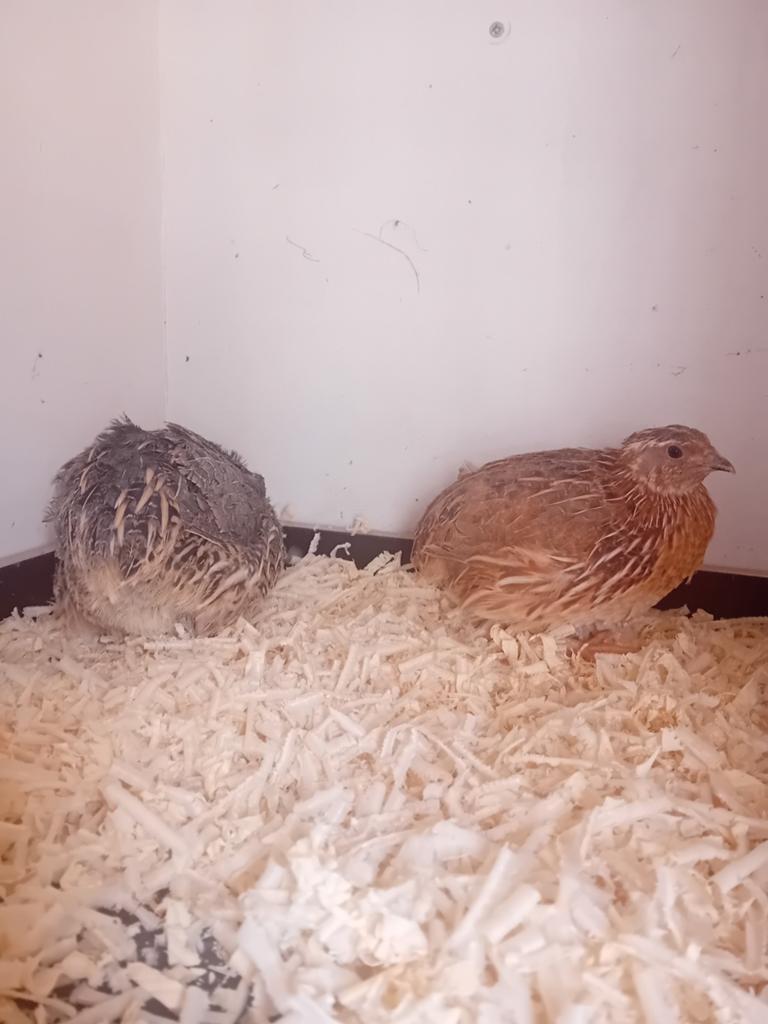 Jumbo kwartels, Meerdere dieren, Overige soorten