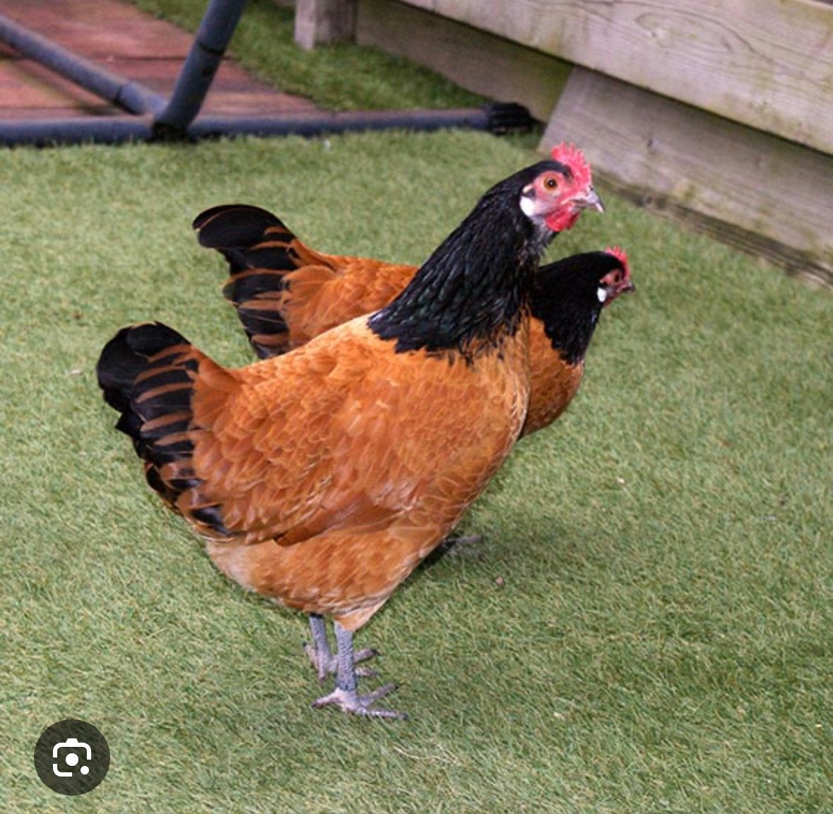 Vorwerk kuikens!, Dieren en Toebehoren, Vrouwelijk, Kip