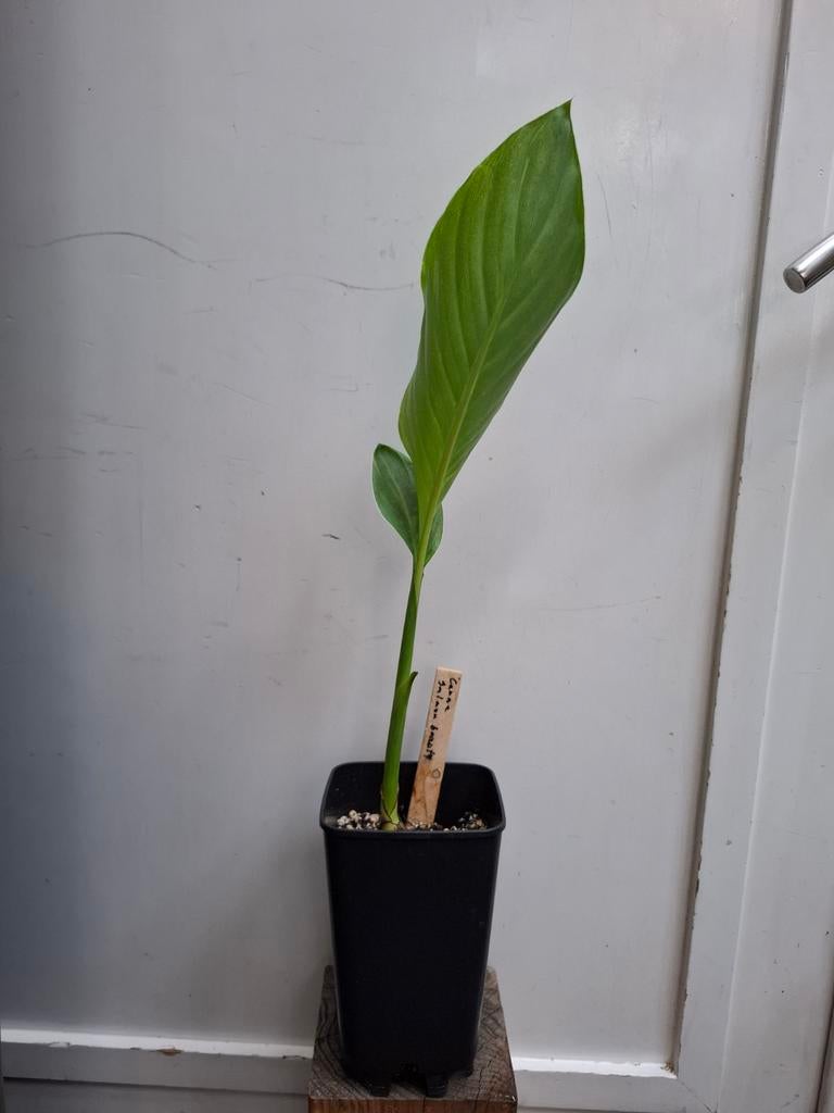 Canna Salmon Beauty., Ophalen of Verzenden, Overige soorten, Volle zon