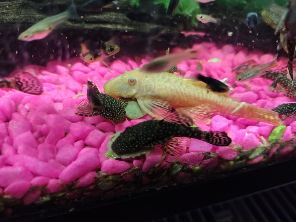 Algeneters albino  borstelneus 7cm groot 10 euro, Dieren en Toebehoren, Vissen | Aquariumvissen, Vis