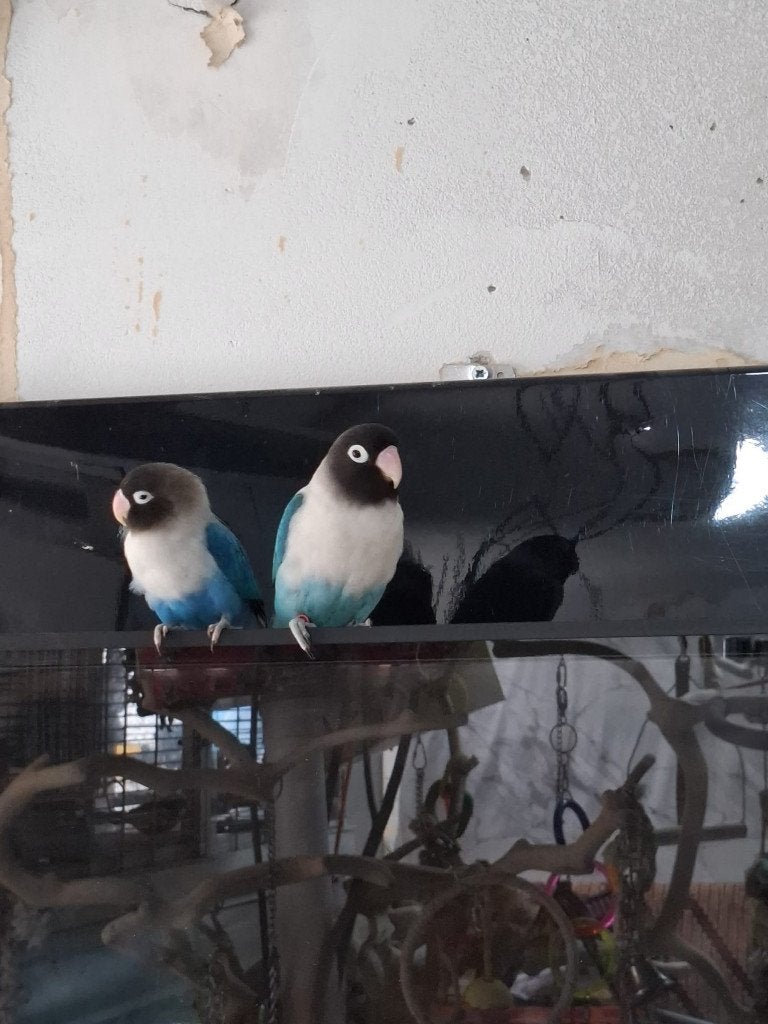 Agapornis Dwerg papegaai, Dieren en Toebehoren, Vogels | Parkieten en Papegaaien, Mannelijk, Dwergpapegaai of Agapornis, Geringd