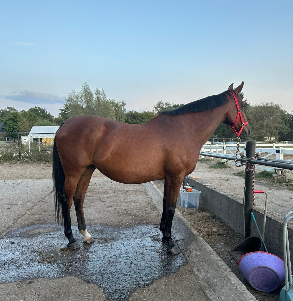 Spring fokmerrie - Kwpn ster, Merrie, Springpaard, Met stamboom, L