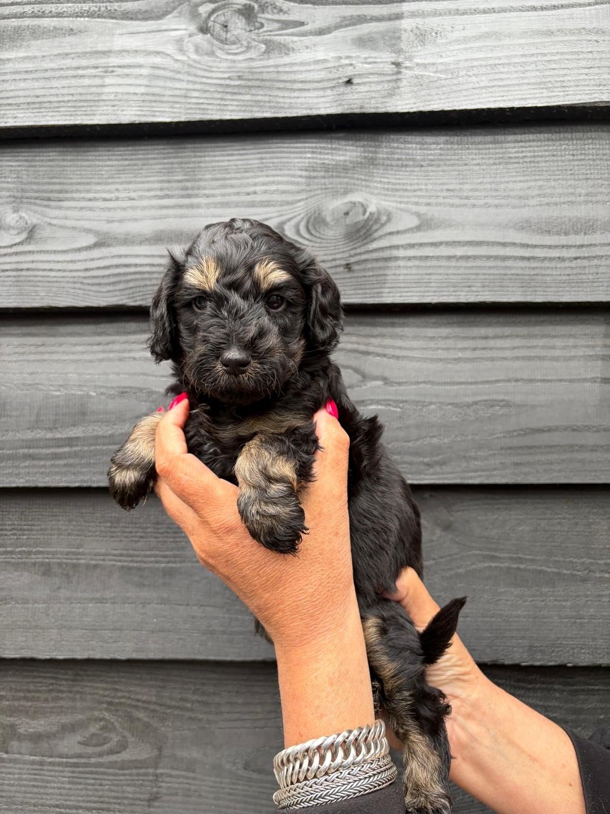 Labradoodle reutje, mag meteen mee!, Dieren en Toebehoren, Honden | Retrievers, Spaniëls en Waterhonden, 8 tot 15 weken, Eén hond