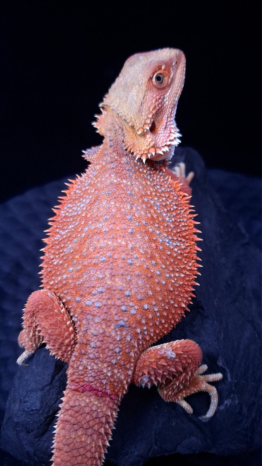 Baardagaam Vrouwen Red Hypo Blue Bar

Red Hypo
Re Bearded Dragon photo 14