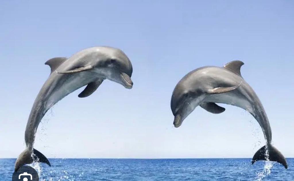 🐬 40% korting entree Dolfinarium (17,40 p.p.) 🐬, Tickets en Kaartjes, Drie personen of meer, Kortingskaart