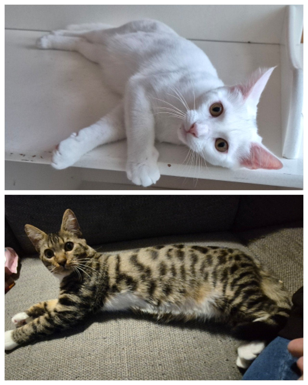 Nog 2 Bencoon Kittens ♂️♀️[XXL Bengalen] bengaal × mainecoon, Meerdere dieren, Ontwormd, 0 tot 2 jaar