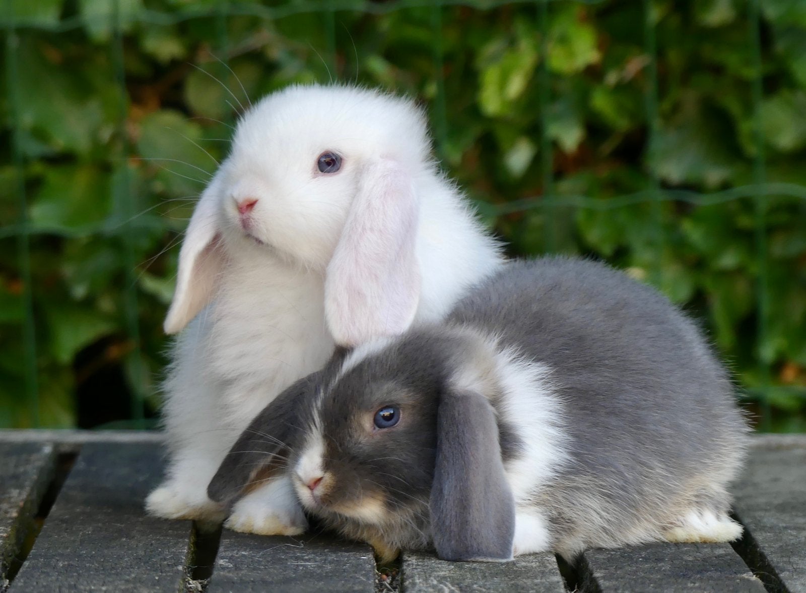Mooie en tamme Nederlandse hangoordwerg konijntjes (NHD)!, Meerdere dieren, Dwerg, Hangoor, 0 tot 2 jaar