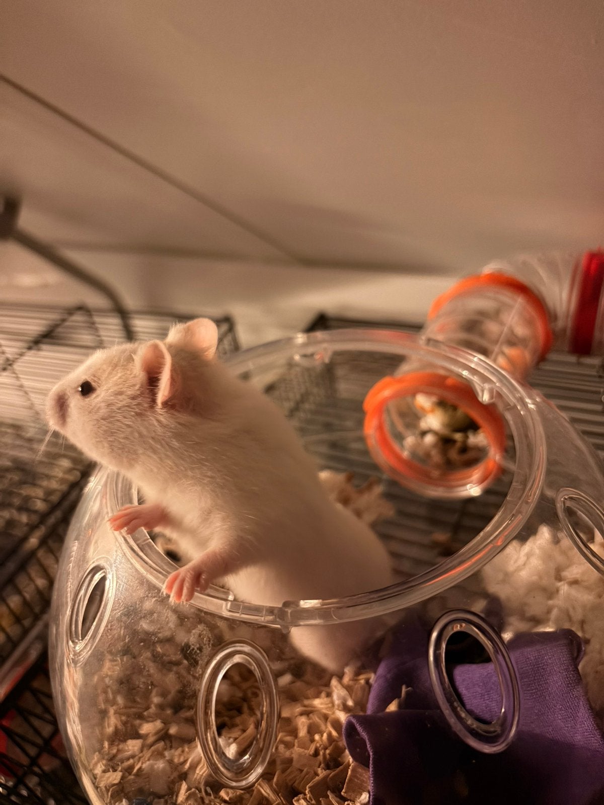 Hamster, Juni, Vrouwelijk, Hamster