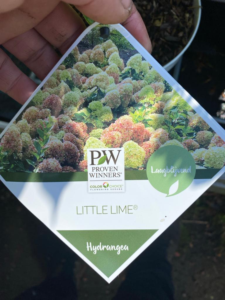Hortensia 'Little Lime' - Compacte en kleurrijke heester, Volle zon, Vaste plant, Zomer, Ophalen