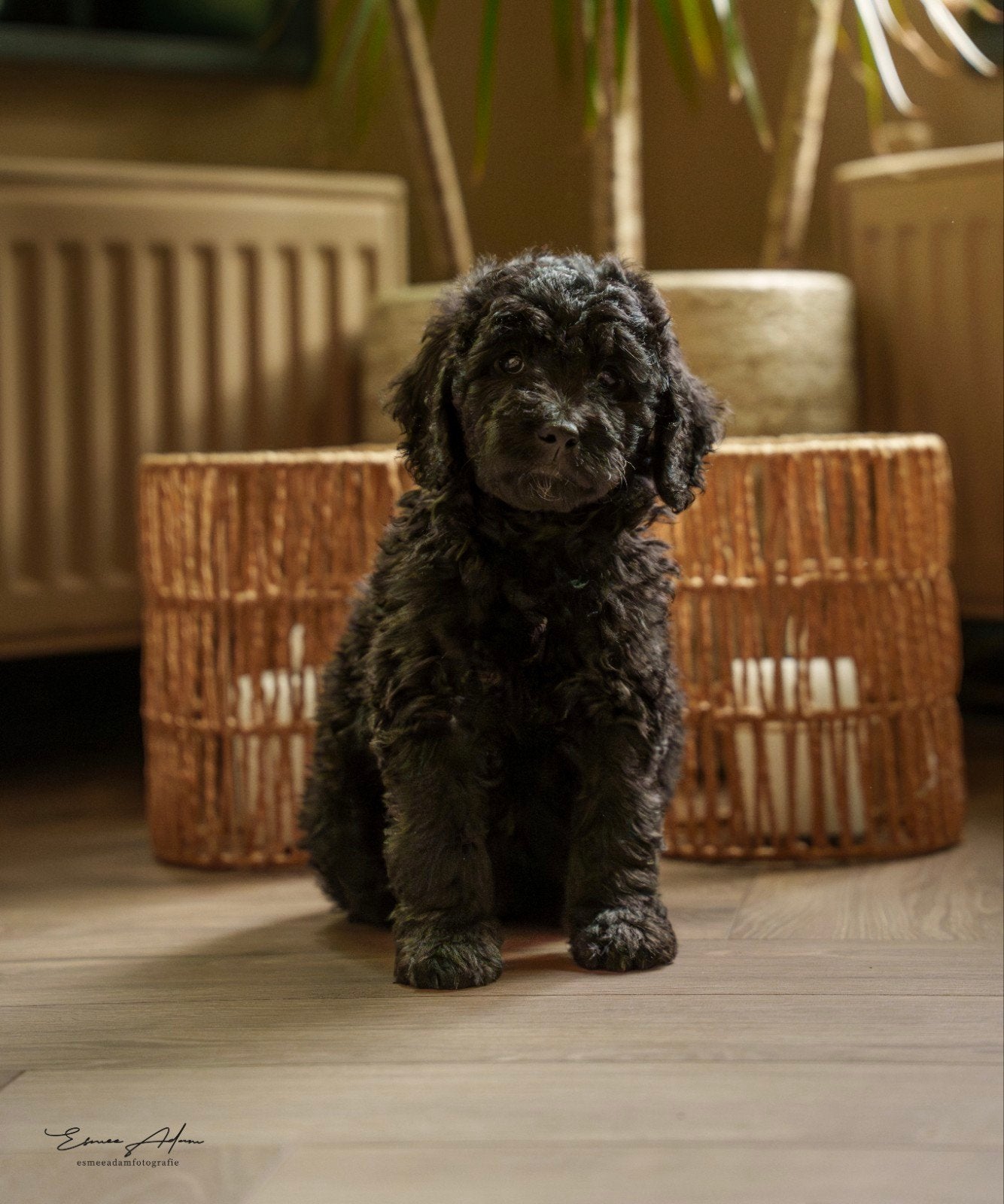 Medium Bernedoodle pups – nog enkele beschikbaar, Dieren en Toebehoren, Overige rassen, CDV (hondenziekte), 8 tot 15 weken, Meerdere