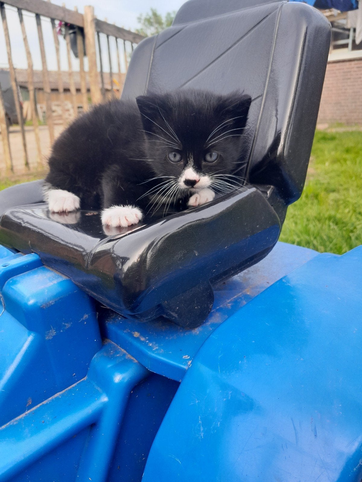 Lieve kittens, Kater