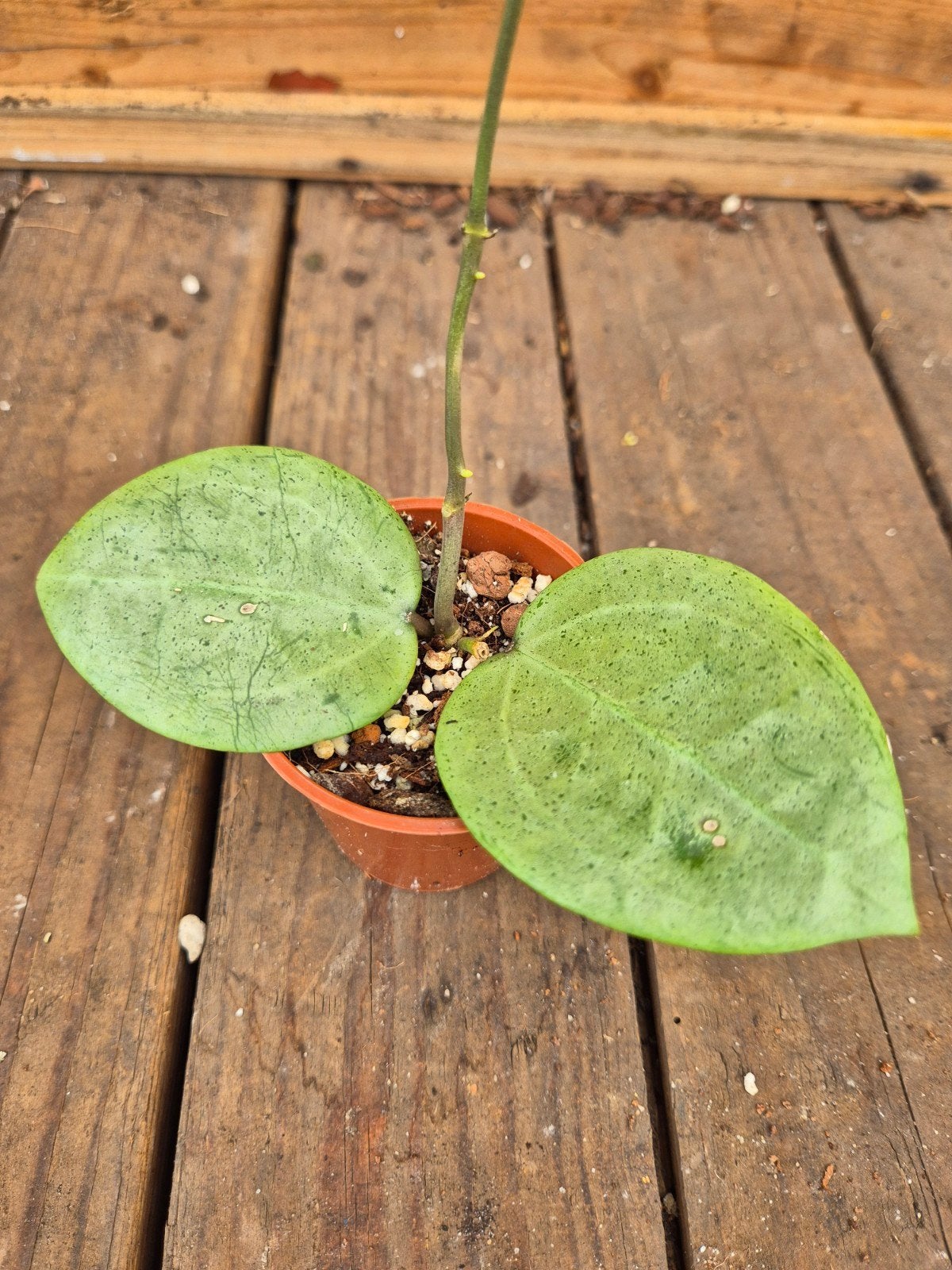 Hoya Verticillata Silver Heart p6 (2)