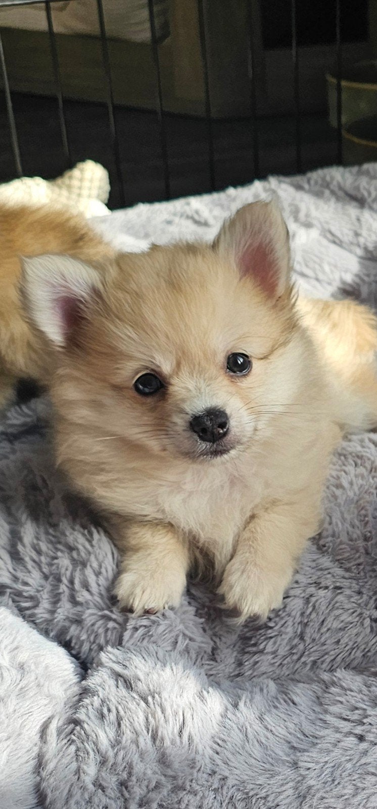 pomchi reutje merle, Reu, CDV (hondenziekte), 8 tot 15 weken, Eén hond