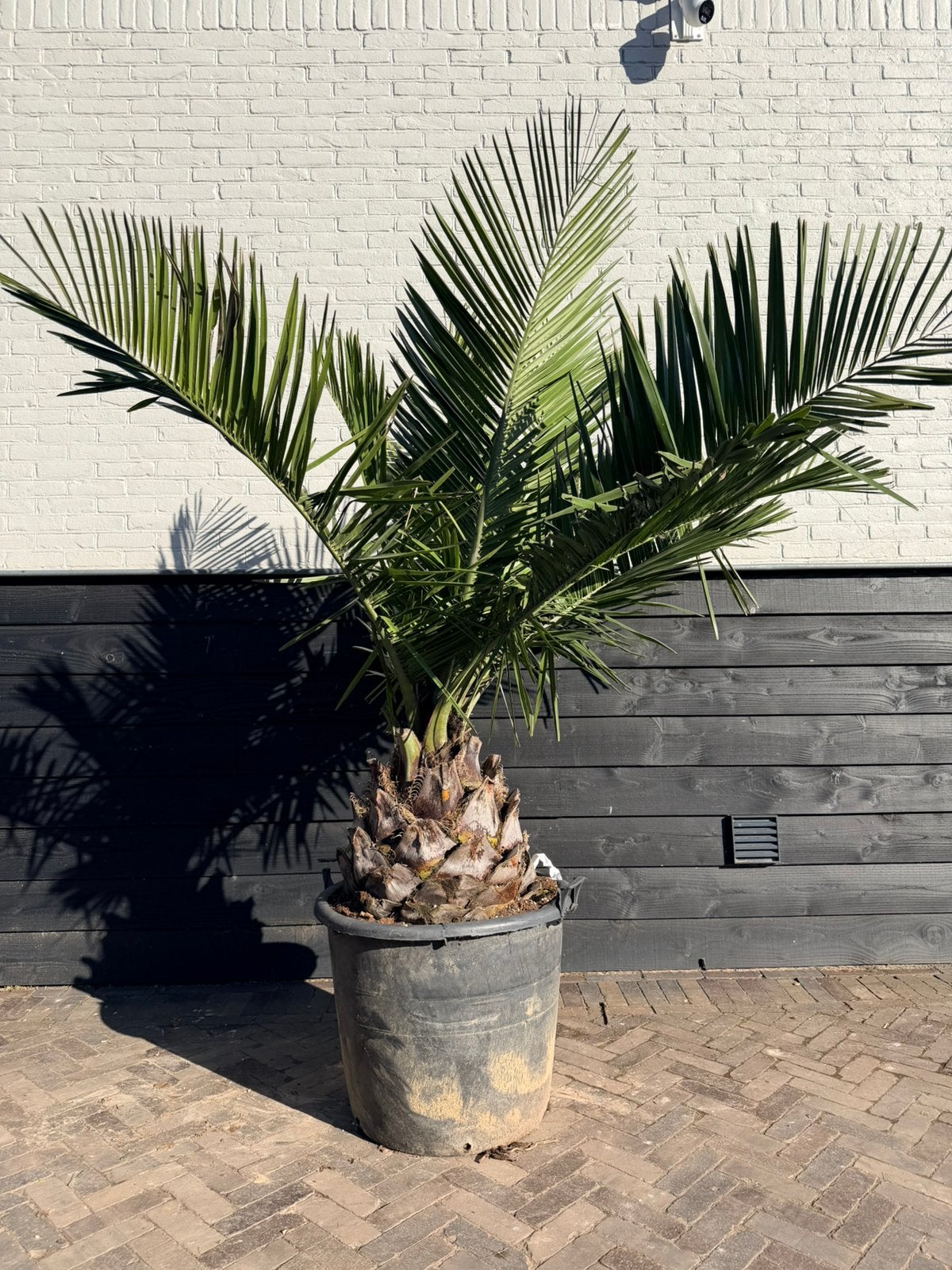 Jubaea chilensis palmboom 40/50 cm stamhoogte, Volle zon, 100 tot 250 cm, Zomer, Overige soorten