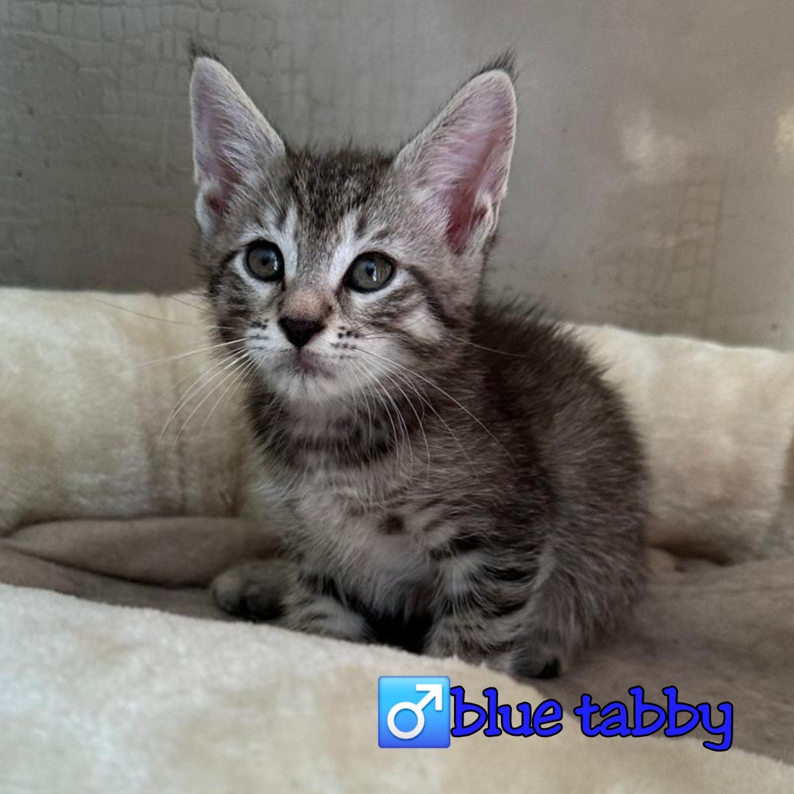 kruising x maine coon kittens, Meerdere dieren, 0 tot 2 jaar