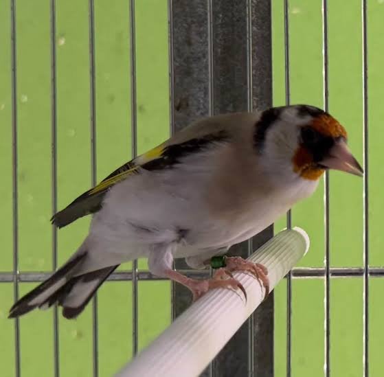 Bloemputters, Mannelijk, Wildzangvogel, Geringd