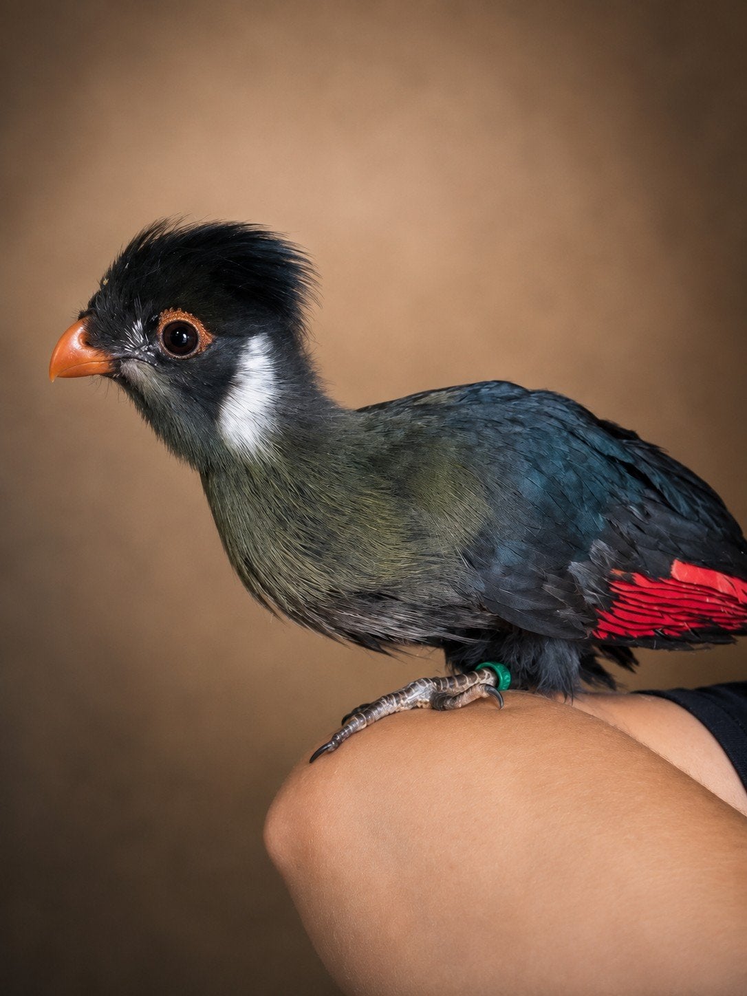 PRACHTIGE Tamme Toerako's 2026, Dieren en Toebehoren, Meerdere dieren, Tropenvogel, Geringd