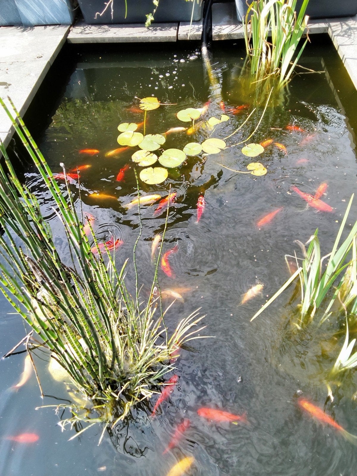 Vijver met toebehoren, Tuin en Terras, Ophalen, Gebruikt