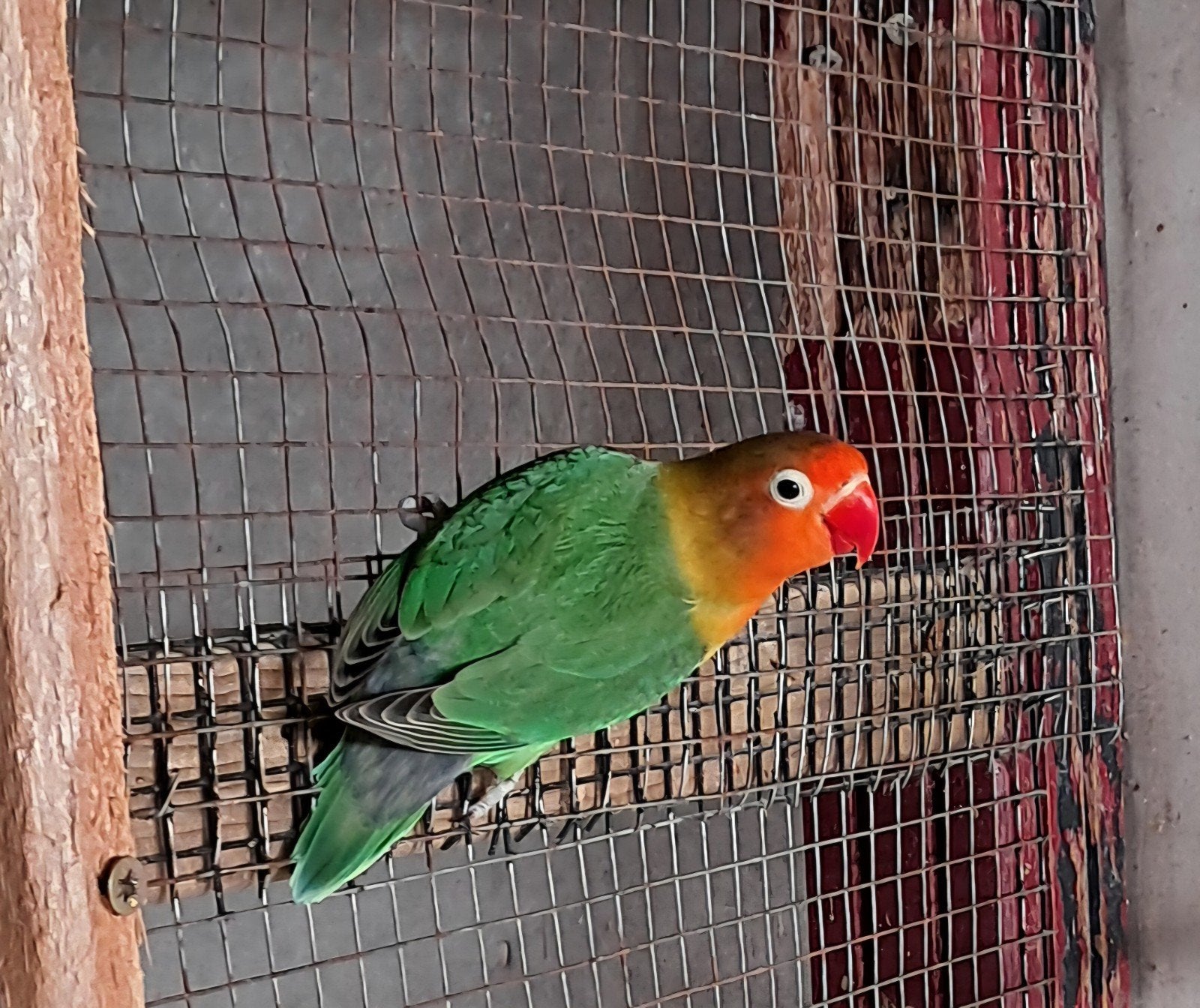 Tekoop net zelfstandige jonge agapornis fischeri, Vrouwelijk, Dwergpapegaai of Agapornis