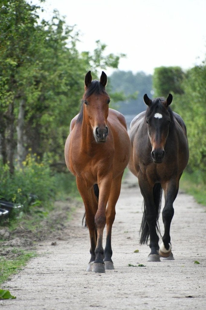 Stal beschikbaar in Paddock Paradise setting (m2452433282) — Stalling ...
