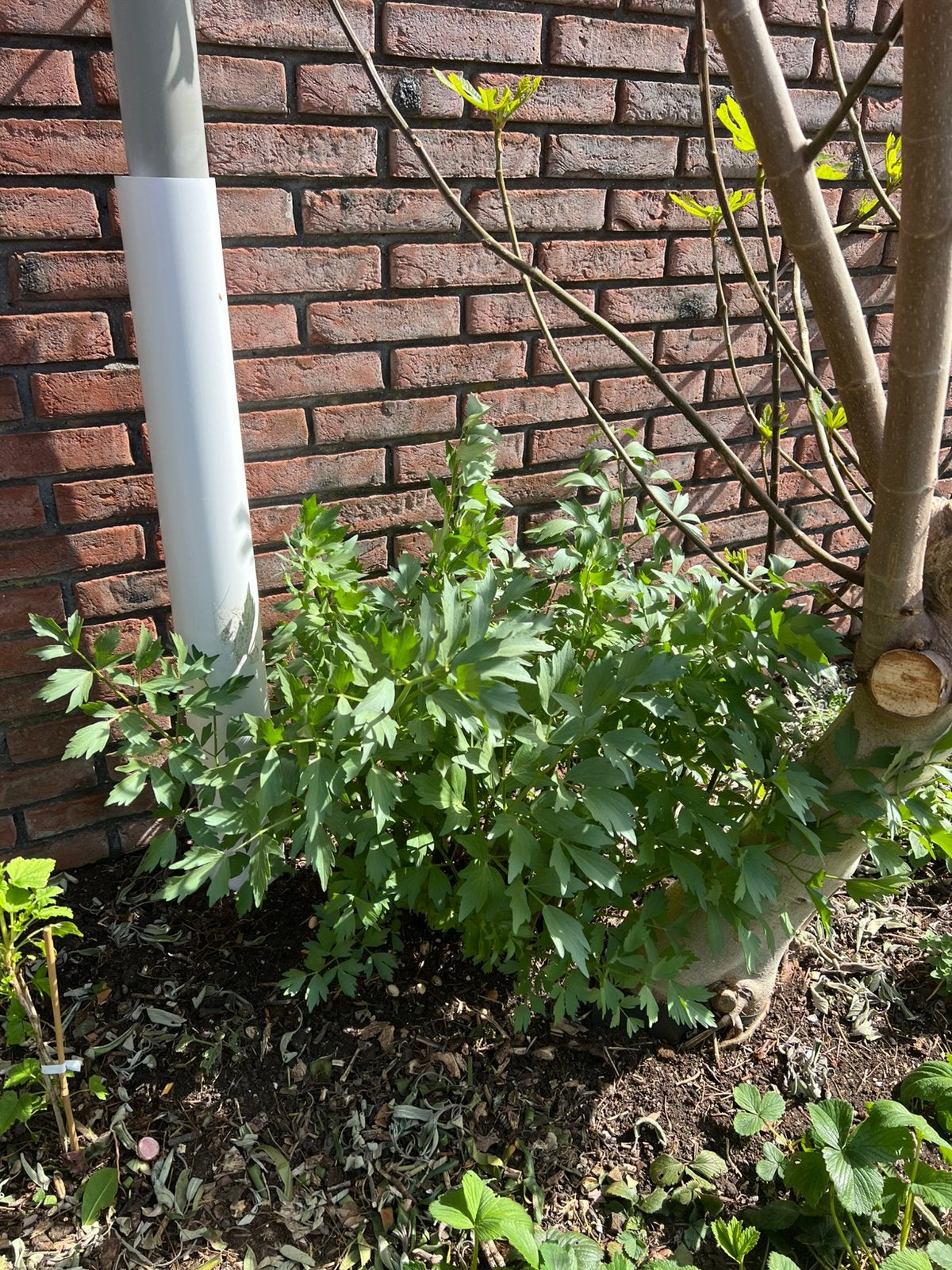 Stekken van de maggiplant, Vaste plant, Ophalen of Verzenden, Bloeit niet, Halfschaduw