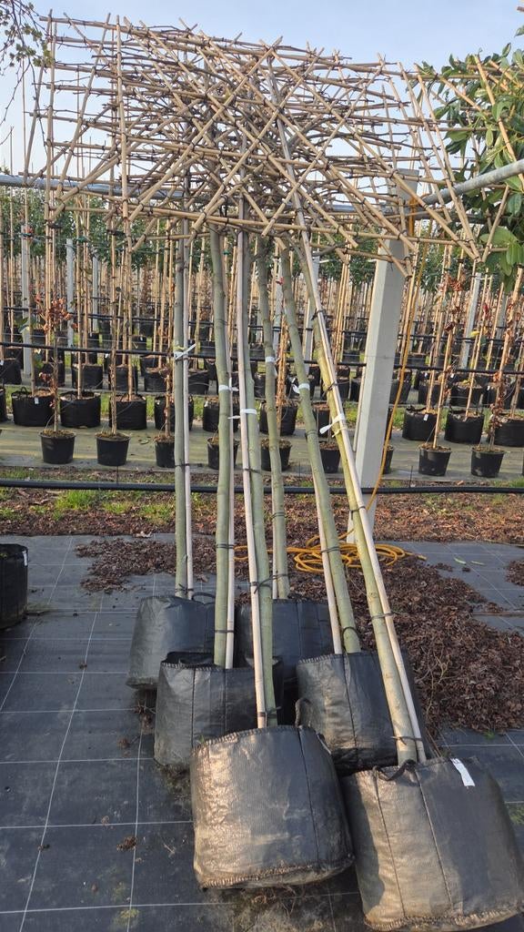 Lei amberboom Liquidambar Worplesdon, Tuin en Terras, Planten | Bomen, Leiboom, 100 tot 250 cm, Halfschaduw, Ophalen