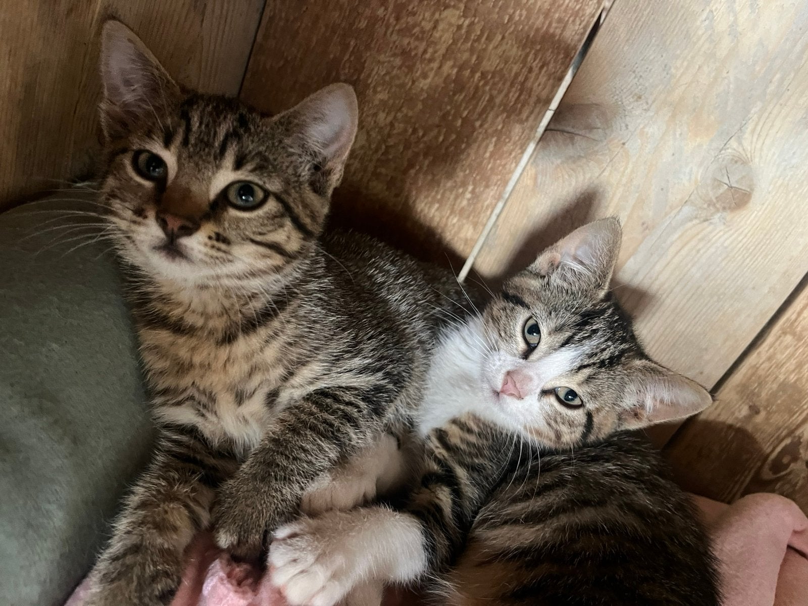 Cyperse kittens, Dieren en Toebehoren, Meerdere dieren, Ontwormd