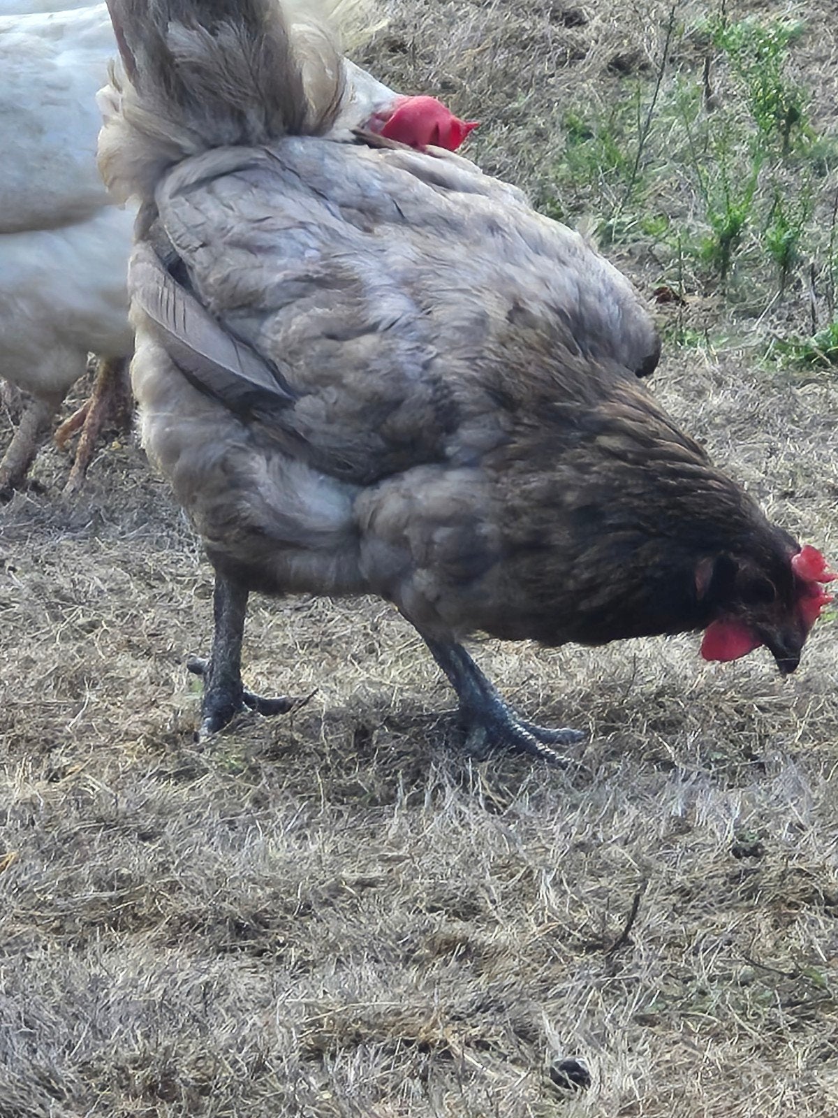 Bleu de landes kippen legkip, Dieren en Toebehoren, Pluimvee, Vrouwelijk, Kip