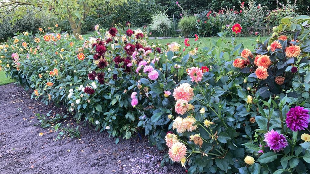 Dahlia knollen (bio), Tuin en Terras, Bloembollen en Zaden, Ophalen of Verzenden, Volle zon, Knol