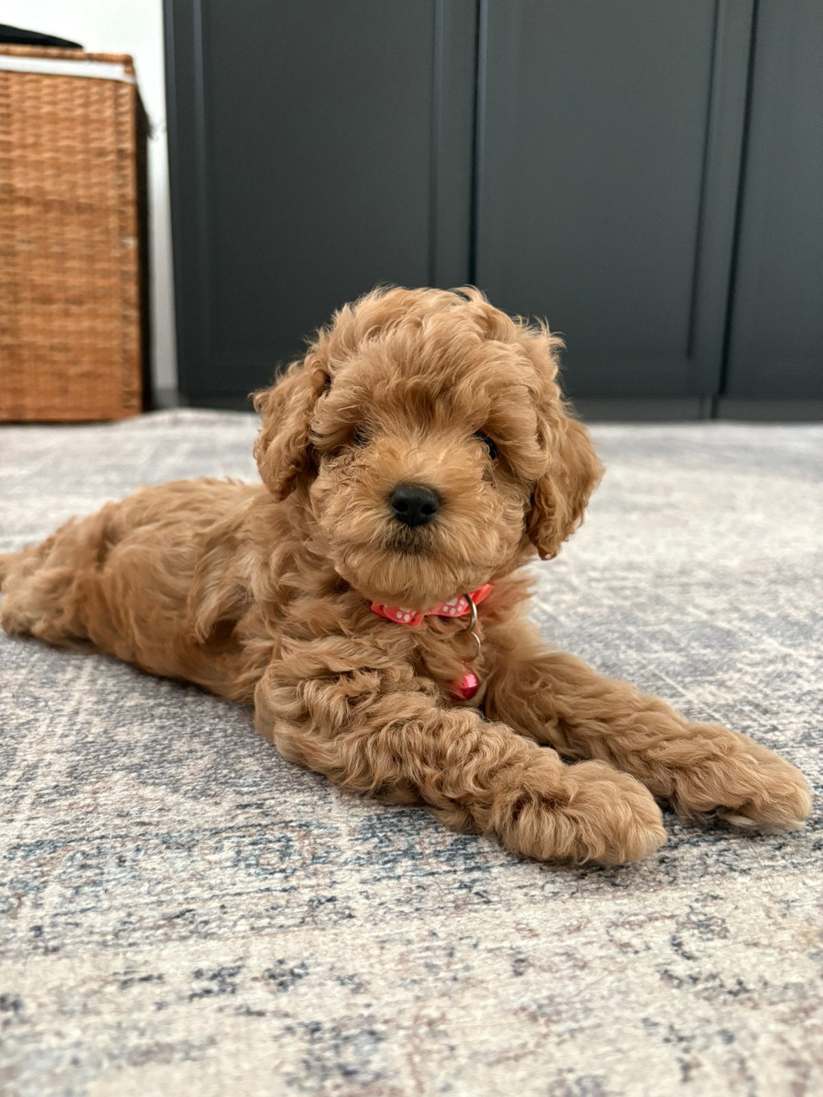 Cavapoo F1BB (Female), Parvo, 8 tot 15 weken, Teef, Eén hond