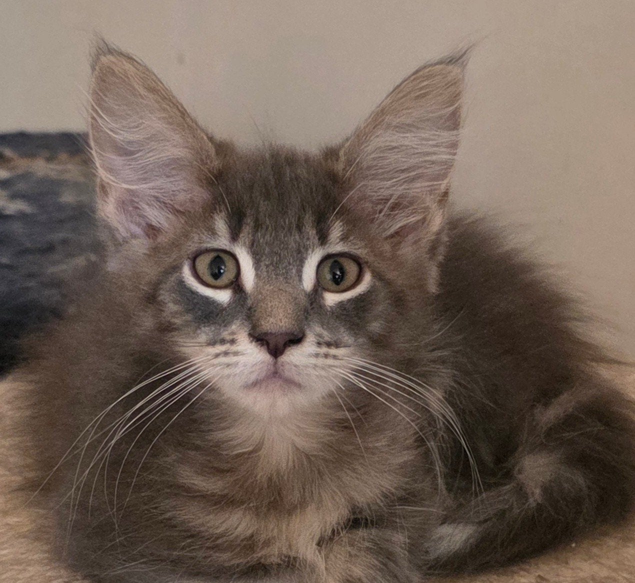 2 hele mooie Maine Coon kittens, Meerdere dieren, Gechipt, 0 tot 2 jaar