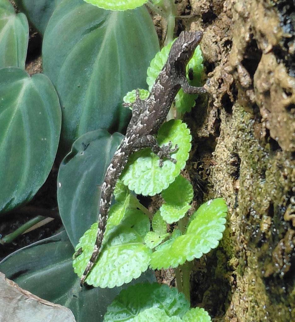 Lepidodactylus lugubris, Dieren en Toebehoren, Reptielen en Amfibieën, 0 tot 2 jaar