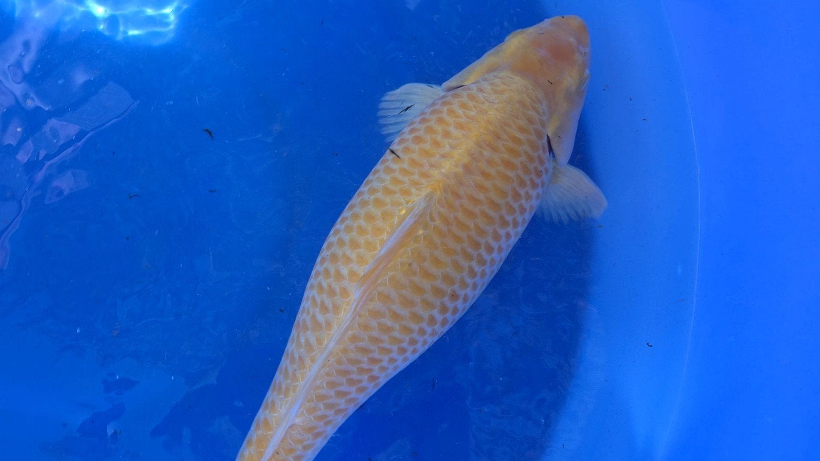 koi. karashi 60 cm, Dieren en Toebehoren