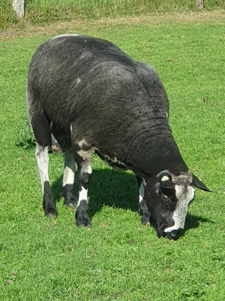 Zware baggerbonte schapen  ram, Dieren en Toebehoren, Mannelijk, Schaap