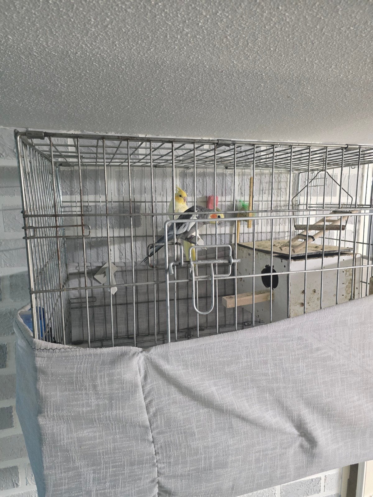3131PN, Meerdere dieren, Parkiet