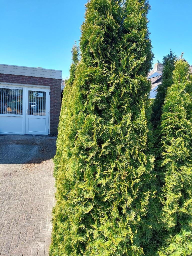Coniferen gratis, wel zelf eruit halen, Ophalen, Conifeer, Haag, 100 tot 250 cm