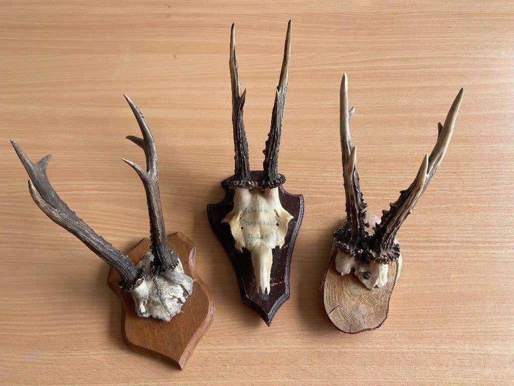 Klein Gewei op houten schild, Verzamelen, Ophalen of Verzenden, Gebruikt, Hert, Gewei of Kop