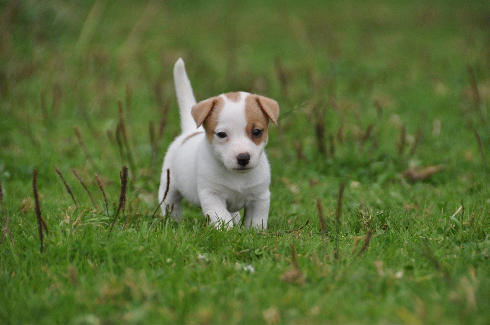 Te koop lieve kleine laagbenige Jack Russel pups., Jack Russell Terriër, 8 tot 15 weken, CDV (hondenziekte), Meerdere
