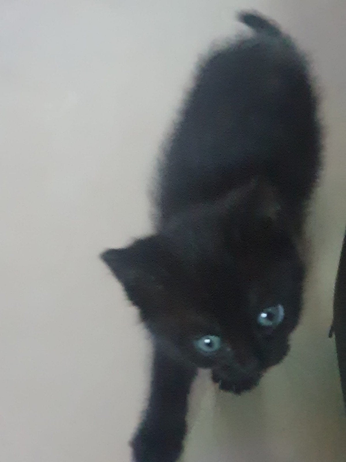 Kruising kittens Britse Korthaar