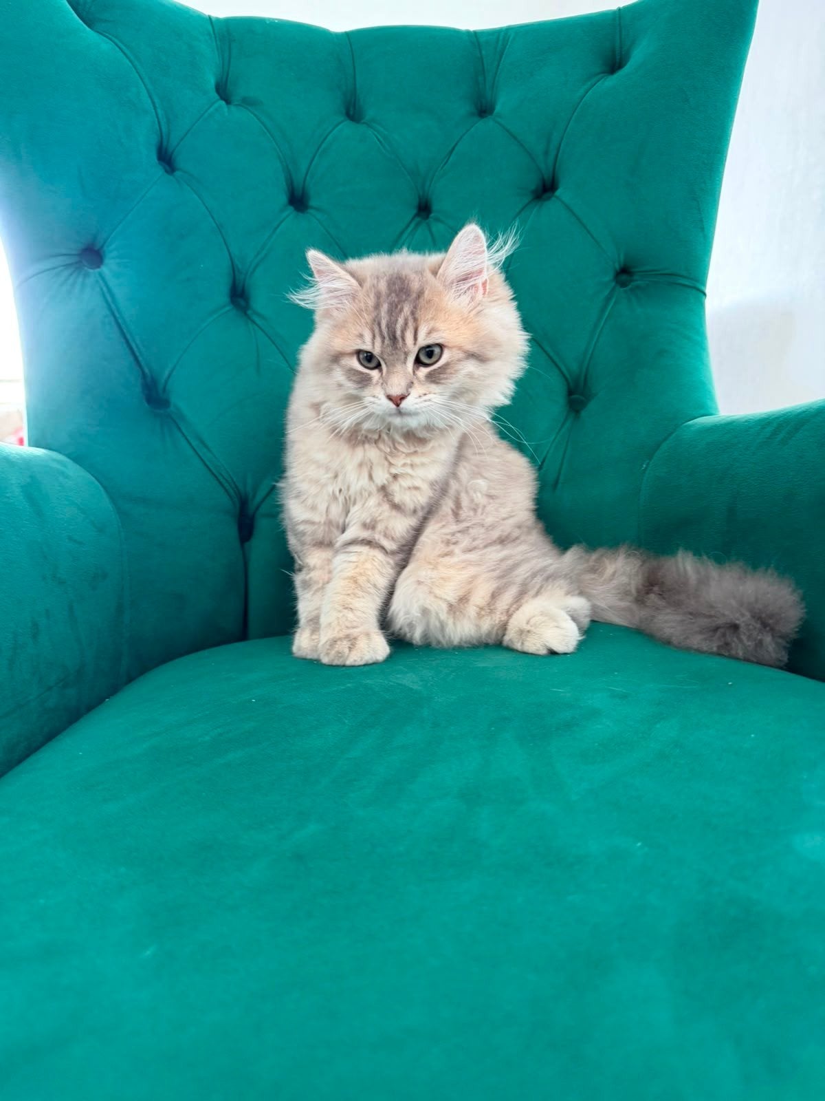 cat, Dieren en Toebehoren, Kater, Gechipt