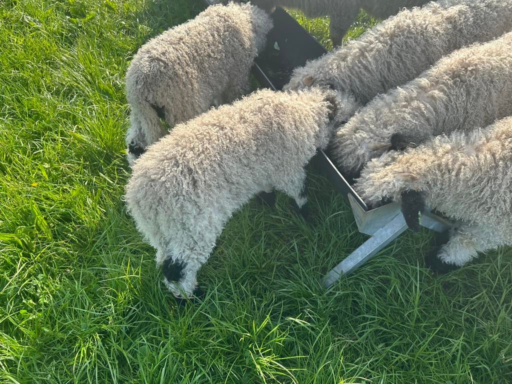 Te koop Wallisser schwarznase  hamels lammeren, Dieren en Toebehoren, Schapen, Geiten en Varkens, Mannelijk, Schaap