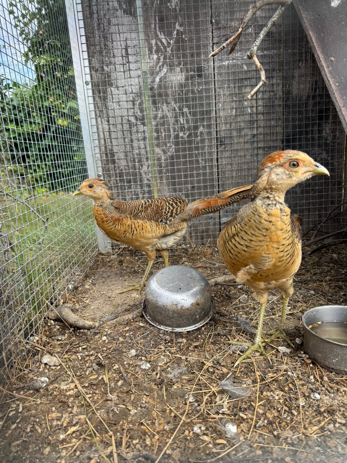 2 goudfazanten, Dieren en Toebehoren, Meerdere dieren, Kip