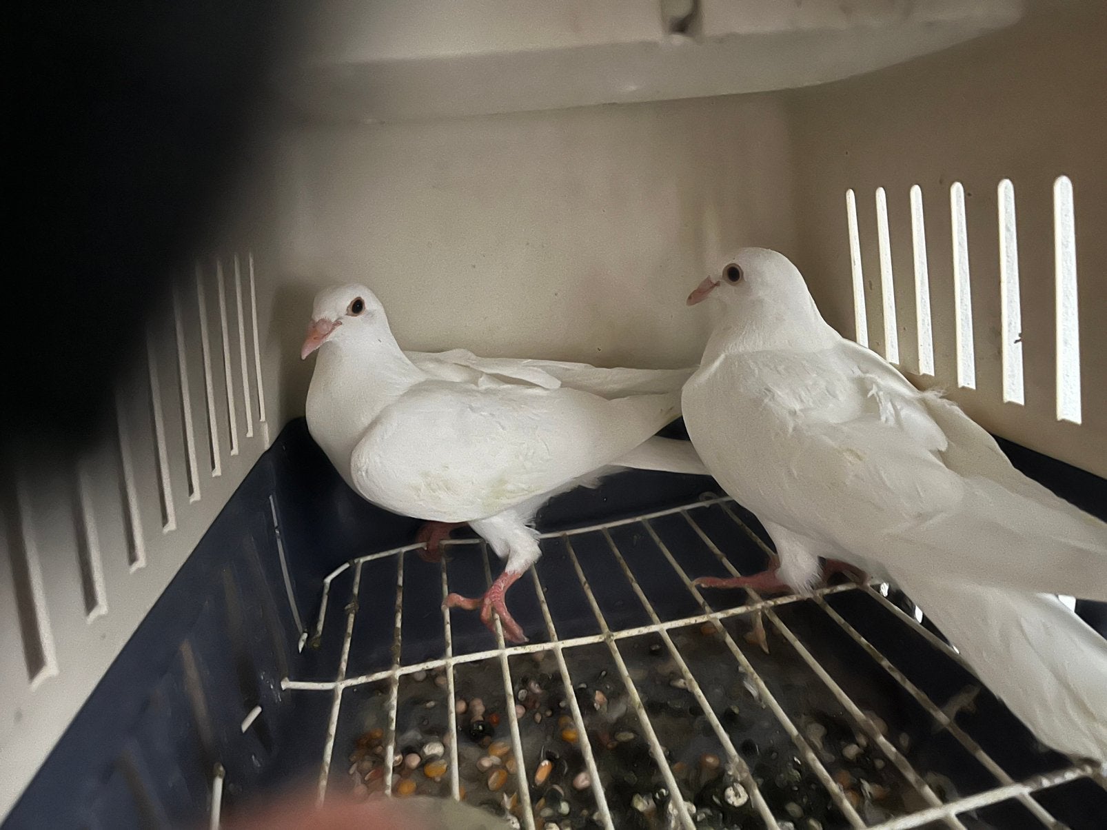Witte postDuiven, Meerdere dieren, Postduif