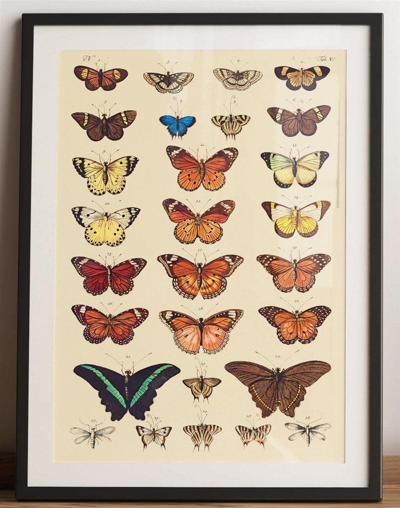 Vlinders Butterflies Grote Kunst Poster affiche, Verzenden