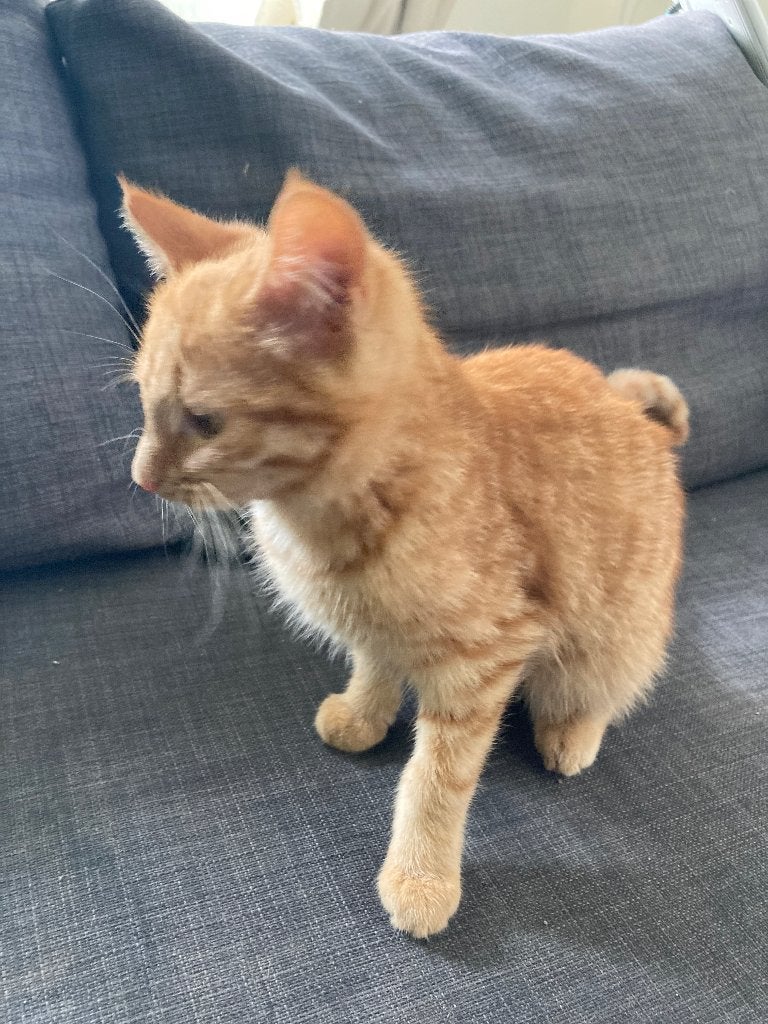 Lieve en nette Kitten 3 maanden oud, Dieren en Toebehoren, Katten en Kittens | Raskatten | Korthaar, Poes, Met stamboom, 0 tot 2 jaar