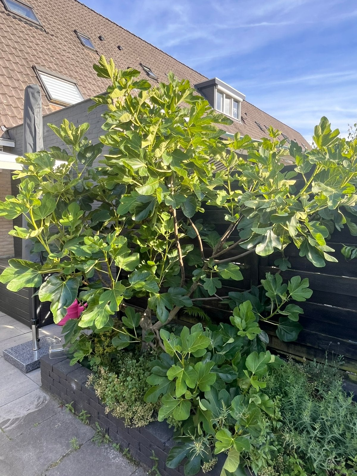 Grote vijgenboom, Ophalen, Zomer, Volle zon, Overige soorten