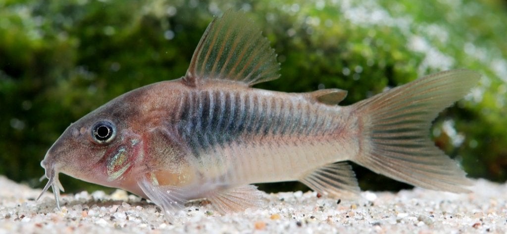 Corydoras, Vis, Zoetwatervis, Schoolvis